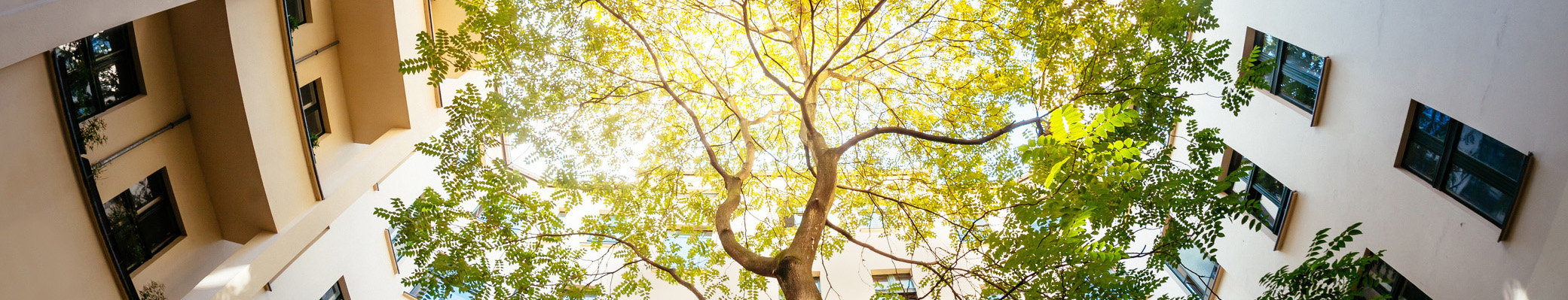 Baum zwischen Häusern nach oben fotografiert